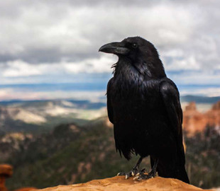 Ворони здобули навичку, яка раніше вважалася виключно людською