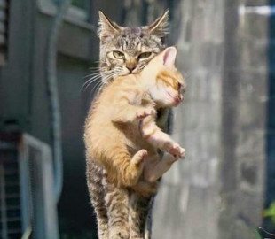 Фото забавной кошки с потомством развеселило интернет