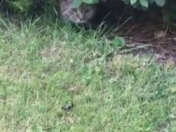 Сеть насмешил дружелюбный кот, отправившийся на «охоту»