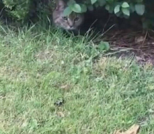 Сеть насмешил дружелюбный кот, отправившийся на «охоту»