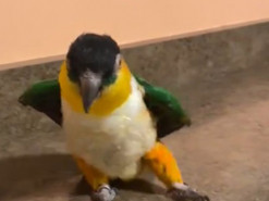 Попугай показал лунную походку и стал звездой Сети