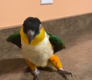 Попугай показал лунную походку и стал звездой Сети