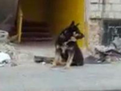 "Хатико" из Бородянки уже два месяца ждет хозяина в полностью разрушенном доме