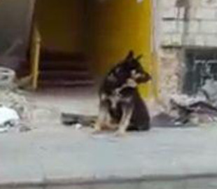 "Хатико" из Бородянки уже два месяца ждет хозяина в полностью разрушенном доме