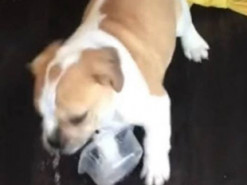 Щенок, не умеющий пить воду из миски, прославился в Сети