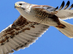 В России сокол атаковал и унес беспилотник: момент попал на камеру