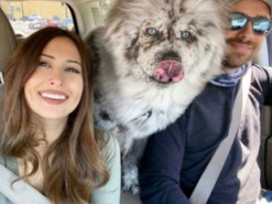 Собака породи чау-чау стала зіркою Мережі через незвичайне забарвлення