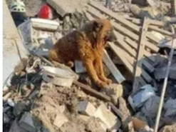 З'явилося фото дітей, яких вбила російська ракета в Дніпрі: на руїнах будинку плакав собака. Фото