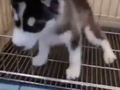 Голодный щенок хаски развеселил Сеть реакцией на корм