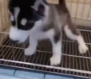 Голодный щенок хаски развеселил Сеть реакцией на корм