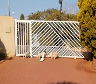 Видео с охраняющим дом попугаем стало хитом сети