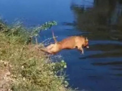 Пес, который обожает купаться, стал звездой соцсетей