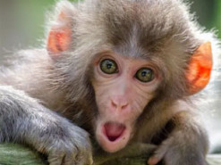 Мавпяча віспа: що це за захворювання і які має симптоми