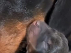 Трогательные объятия мамы-таксы с щенком покорили интернет