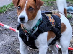 З’явився мультик, в якому пес-сапер Патрон вчить поводженню з мінами