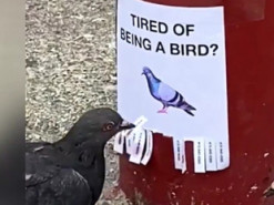 «Надоело быть птицей?»: Пранк с голубями набирает популярность в Сети