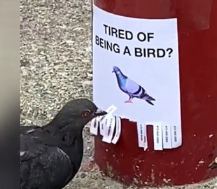 «Надоело быть птицей?»: Пранк с голубями набирает популярность в Сети