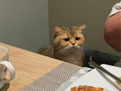 Кот сравнил свою еду с ужином хозяина и загрустил - только взгляните на эту мордочку