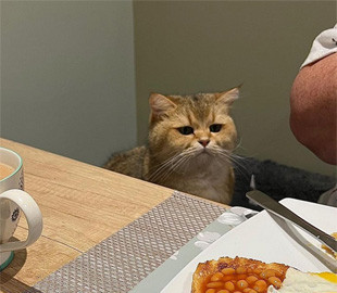 Кот сравнил свою еду с ужином хозяина и загрустил - только взгляните на эту мордочку