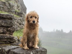 Официальный сайт Федерации биатлона Украины приостановил свою работу