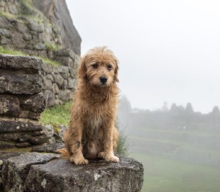 Официальный сайт Федерации биатлона Украины приостановил свою работу