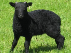 Барашек Валера, гулявший около СБУ в Запорожье, стал звездой соцсетей и прославился на всю Украину