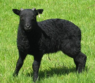 Барашек Валера, гулявший около СБУ в Запорожье, стал звездой соцсетей и прославился на всю Украину