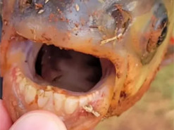 В США спіймали рідкісну рибу з “людськими зубами”