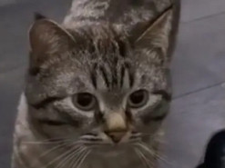 Кот и хозяин поскандалили: говорили на одном языке