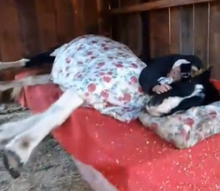 Лошадь решила поспать как человек и рассмешила Сеть