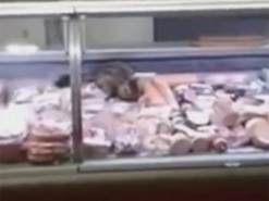 В киевском супермаркете кот поедал за витриной колбасу: теперь в соцсетях ищут марку этой колбасы