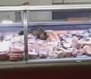 В киевском супермаркете кот поедал за витриной колбасу: теперь в соцсетях ищут марку этой колбасы