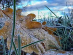 Синоптики попередили про заморозки на Київщині: названо дати