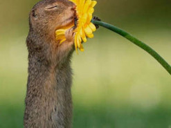 Фото суслика с цветком сделало голландца известным на весь мир