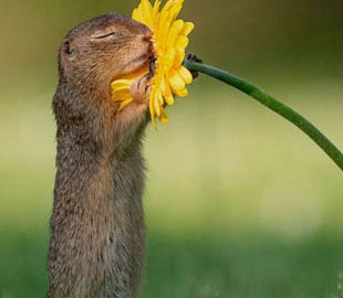 Фото суслика с цветком сделало голландца известным на весь мир