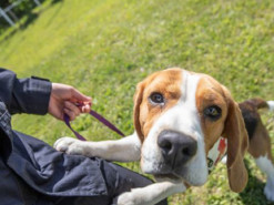 "Самая милая собака": сеть умилил четвероногий "спасатель", участвующих в учениях ГСЧС