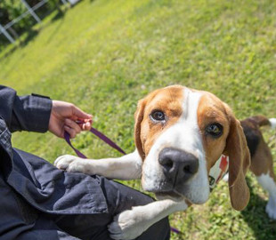 "Самая милая собака": сеть умилил четвероногий "спасатель", участвующих в учениях ГСЧС