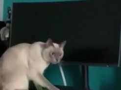 Кот-хулиган устроил хаос на столе хозяина
