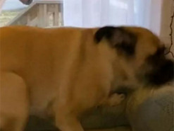 Реакция пса на возвращение хозяйки рассмешила пользователей Сети