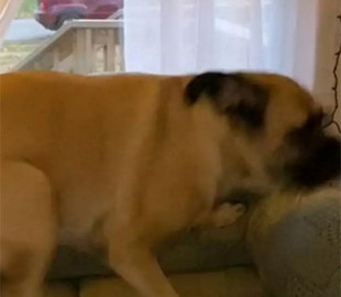 Реакция пса на возвращение хозяйки рассмешила пользователей Сети