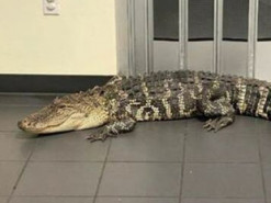 Во Флориде клиент пришел на почту передать посылку и встретил в вестибюле аллигатора