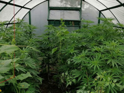 Правоохоронці провели обшуки в осіб, причетних до розповсюдження наркотичних речовин через телеграм-канали