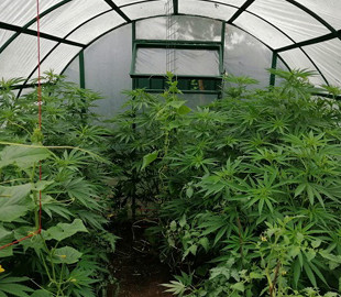 Правоохоронці провели обшуки в осіб, причетних до розповсюдження наркотичних речовин через телеграм-канали