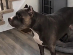 Умная колонка назвала собаку плохим мальчиком. Его реакция рассмешила пользователей Сети