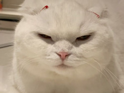 Фото кошки, которая отказывается обниматься, стало вирусным в интернете