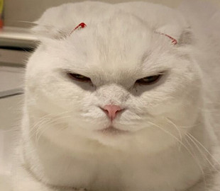 Фото кошки, которая отказывается обниматься, стало вирусным в интернете