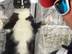 Бойкость сторожевой собаки: почтальон засняла кота, который отчаянно защищает дом