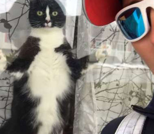 Бойкость сторожевой собаки: почтальон засняла кота, который отчаянно защищает дом