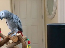 Попугай научился разговаривать со смарт-колонкой Amazon Echo 