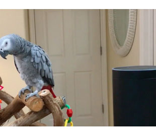 Попугай научился разговаривать со смарт-колонкой Amazon Echo 